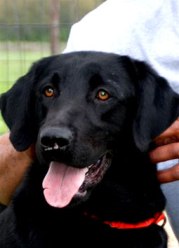 BlackLab