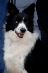 BorderCollie