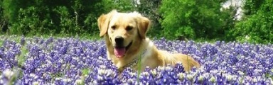 Dog in Bluebonnet Field in Pasture