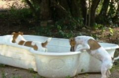 Jack Russell Terriers in Wading Pool