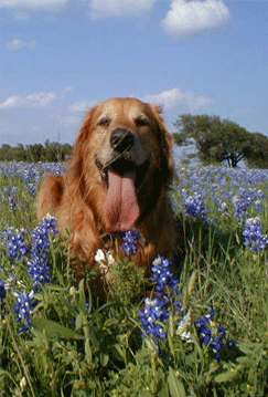 Toby In Bluebonnet Field