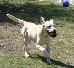 Picture of our Dog Park